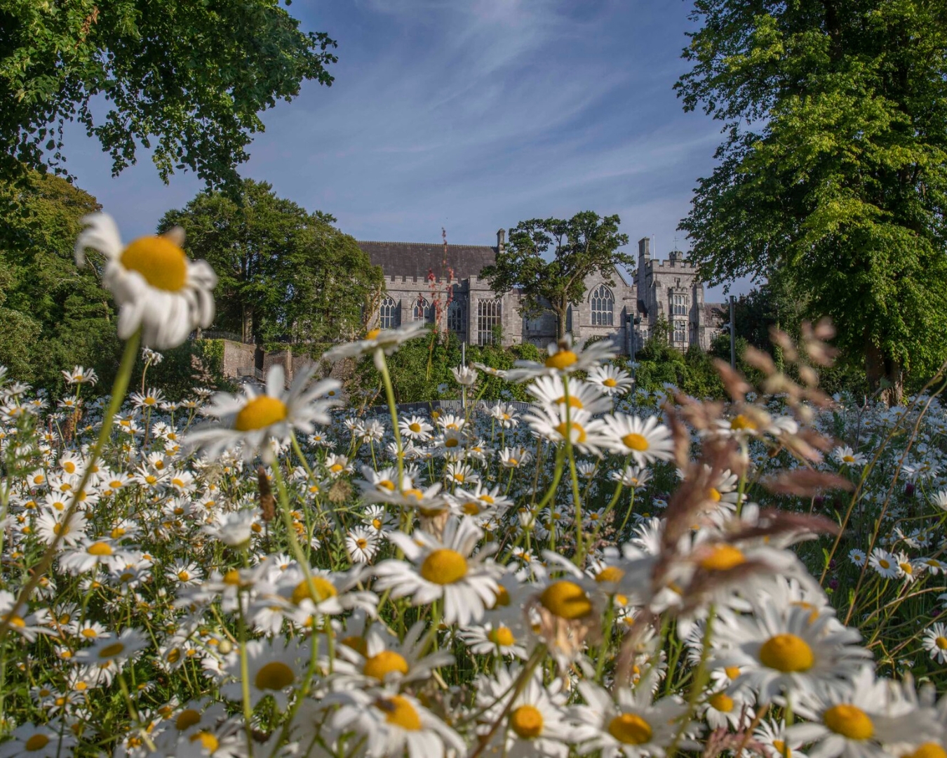 business cork feature image (22)